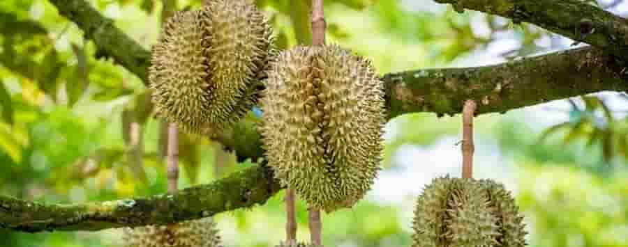Pertanian Durian