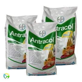 Antracol 70 WP - 1000 Gram 