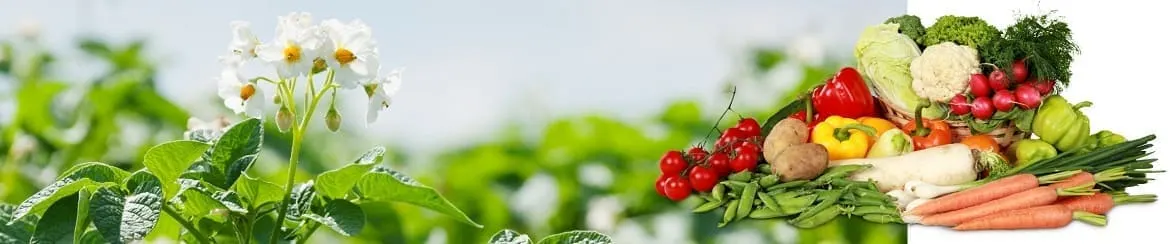 Distributor Pestisida